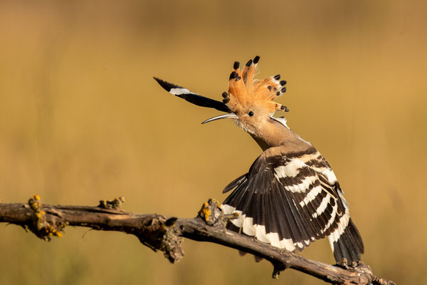 © Eurasian Hoopoe / Serbia