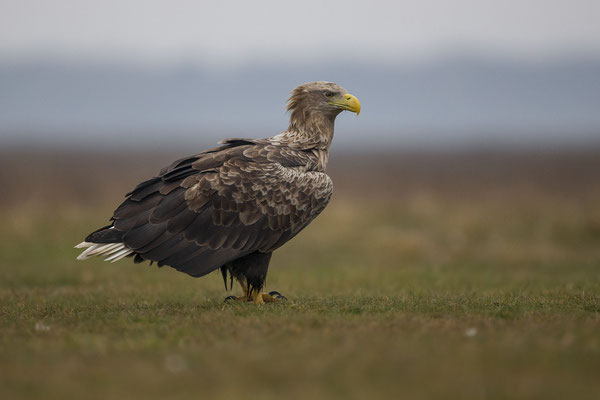© White-tailed Eagle / Hungary