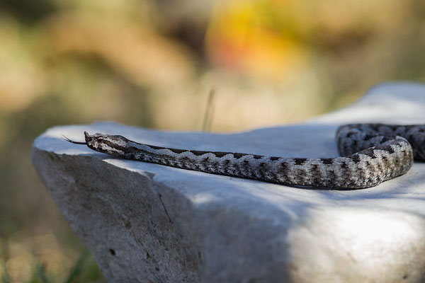 © Nose-horned Viper / Slovenia