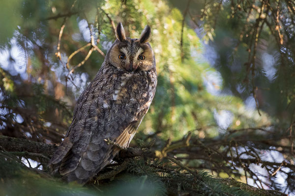 © Long-eared Owl / Slovenia