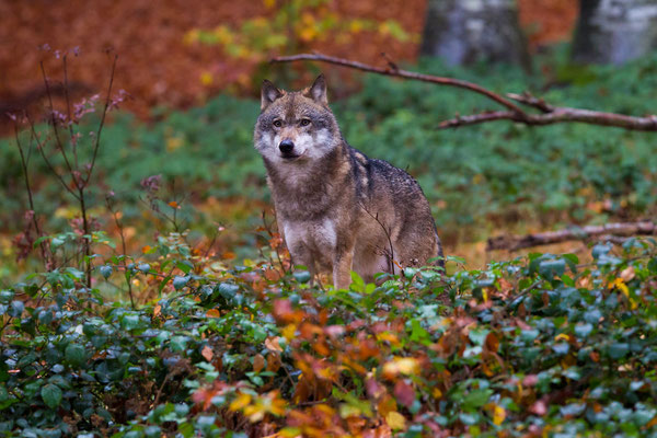 © Grey Wolf / Germany