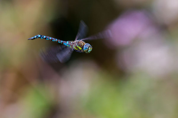 © Migrant Hawker / Slovenia