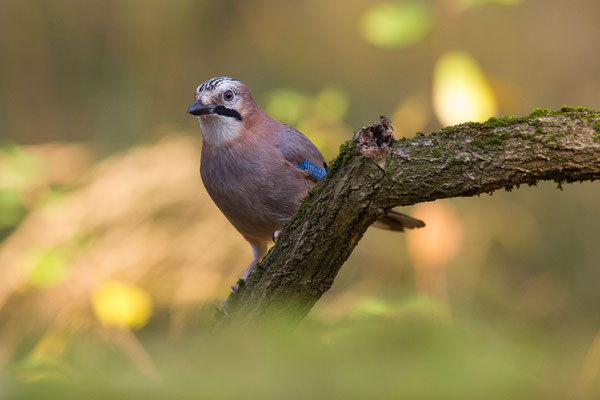 © Eurasian Jay / Slovenia