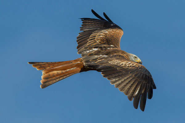 © Red Kite / Austria
