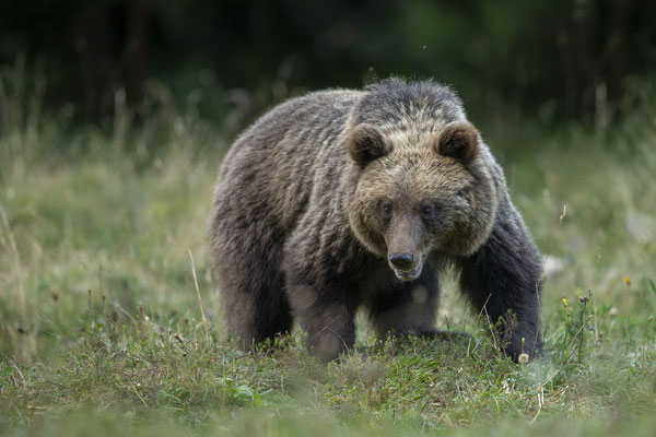 © Brown Bear / Slovenia