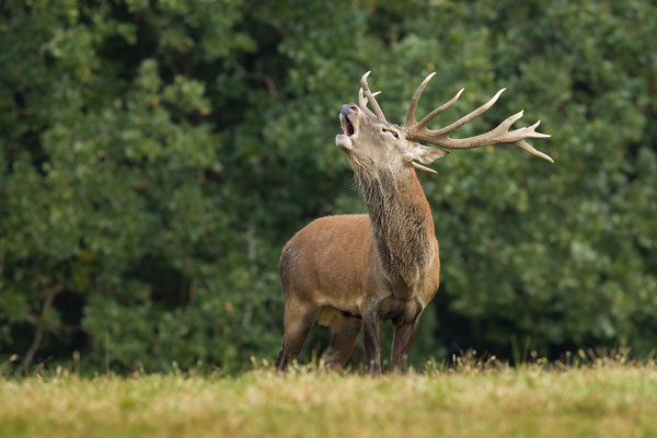© Red Deer / Slovenia