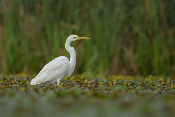 © Great Egret / Slovenia