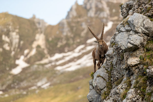© Alpine Ibex / Italy