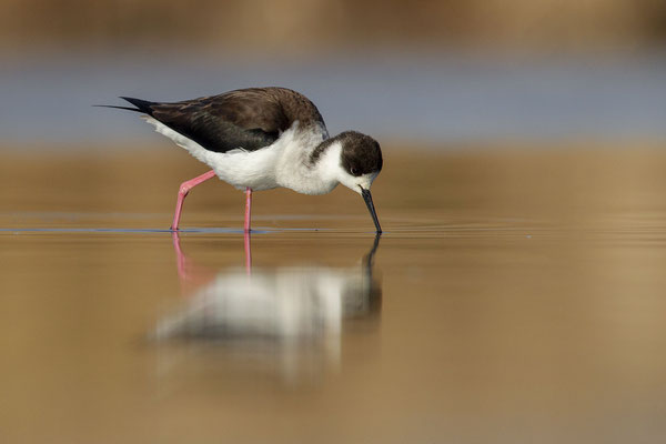 © Black-winged Stilt / Slovenia