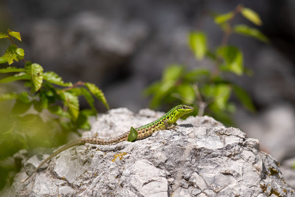 © Italian Wall Lizard / Croatia