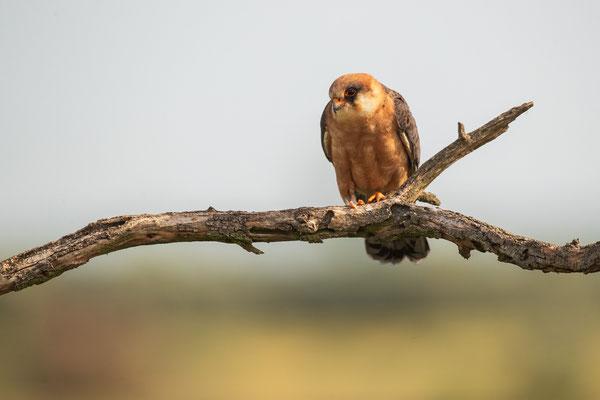 © Red-footed Falcon / Serbia