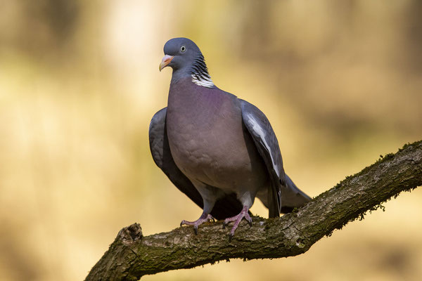 © Common Wood Pigeon / Slovenia
