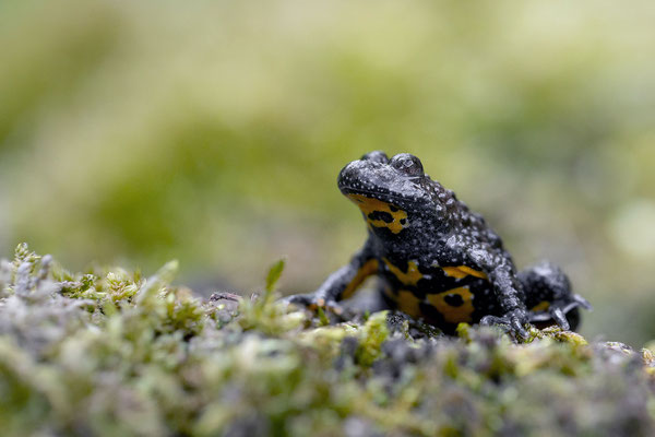 © European Fire-bellied Toad / Slovenia