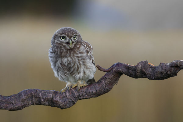 © Little Owl / Slovenia