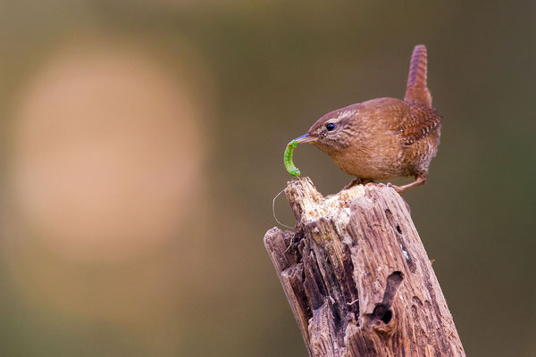 © Eurasian Wren / Slovenia
