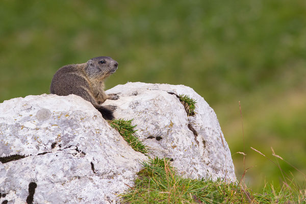 © Alpine Marmot / Italy