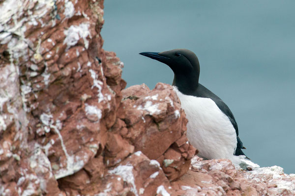 © Common Murre / North Sea, Germany