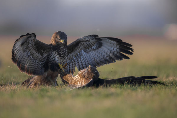 © Common Buzzard / Serbia