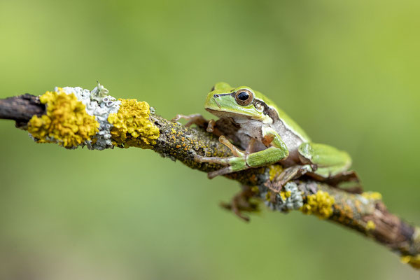 © European Tree Frog / Slovenia