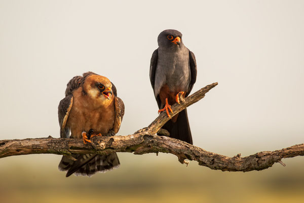 © Red-footed Falcon / Serbia