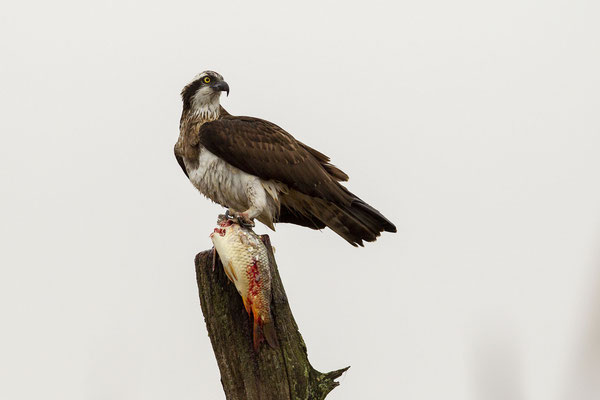 © Osprey / Slovenia