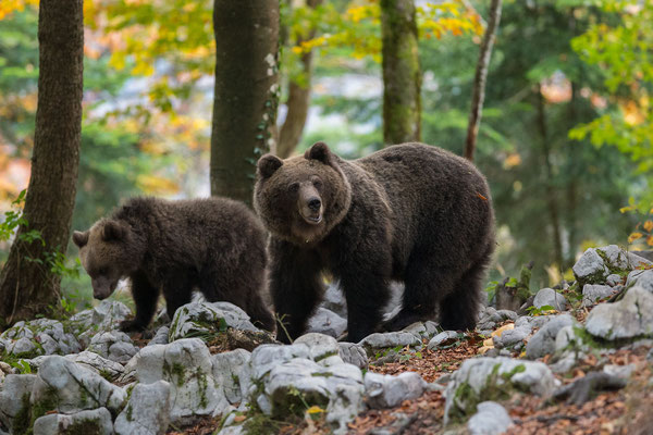 © Brown Bear / Slovenia