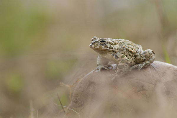 © European Green Toad / Slovenia