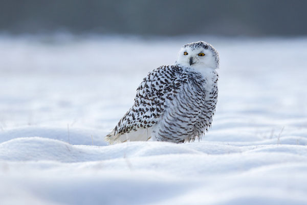 © Snowy Owl / Norway