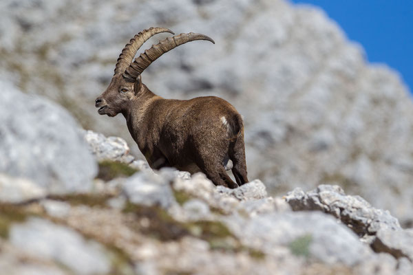 © Alpine Ibex / Slovenia