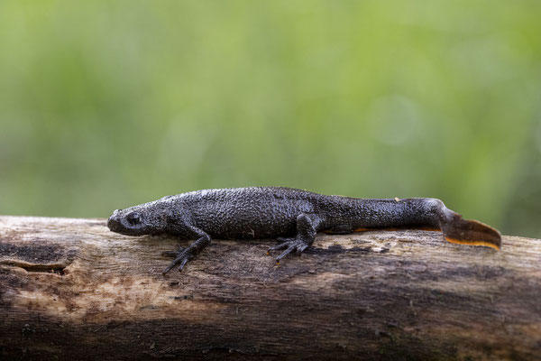 © Italian Crested Newt / Slovenia