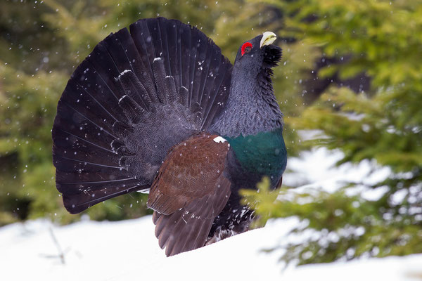 © Eurasian Caperaillie / Slovenia