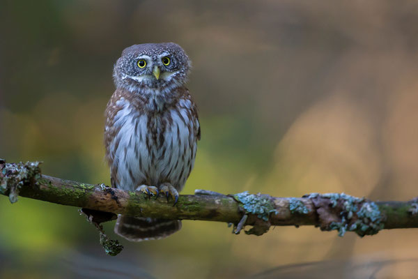 © Eurasian Pygmy Owl / Slovenia 