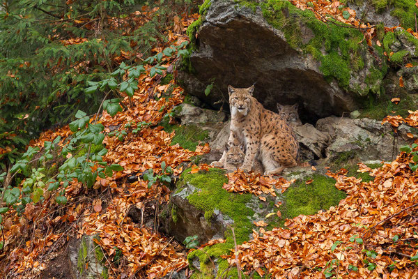 © Eurasian Lynx / Germany