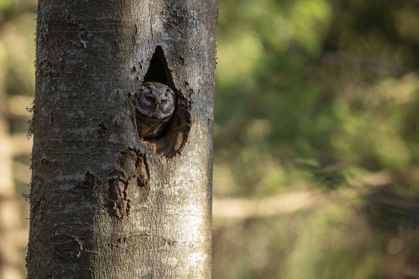© Tengmalm`s Owl / Slovenia