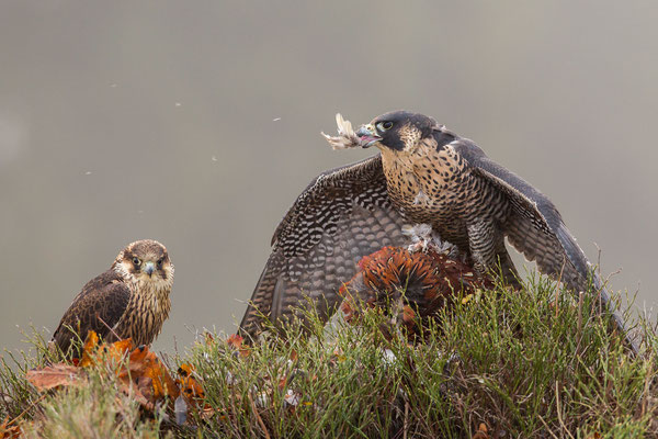 © Peregrine Falcon / Czech Republic
