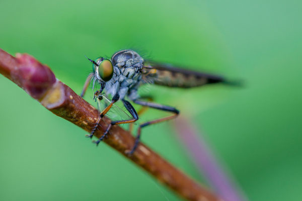 © Robber Fly / Slovenia