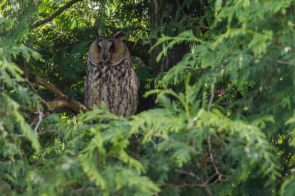 © Long-eared Owl /  Slovenia