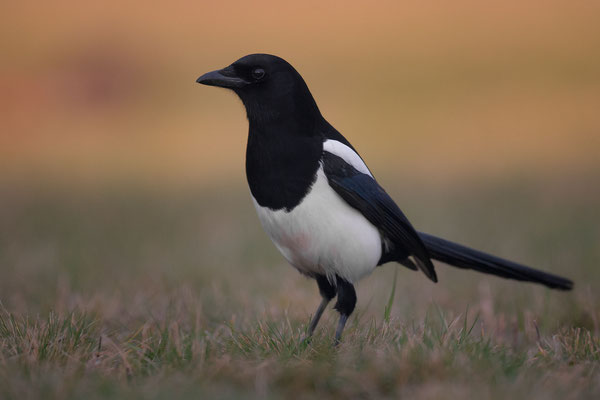 © Eurasian Magpie / Slovenia