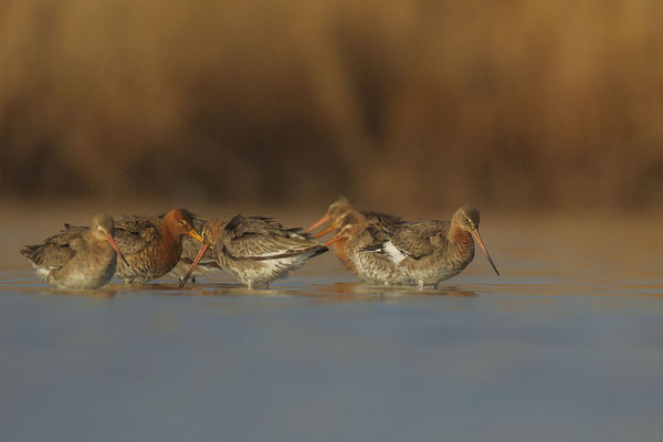 © Black-tailed Godwit / Slovenia