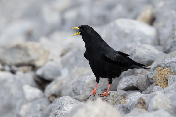 © Alpine Chough / Slovenia