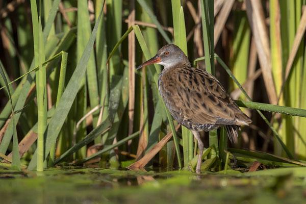 © Water Rail / Slovenia
