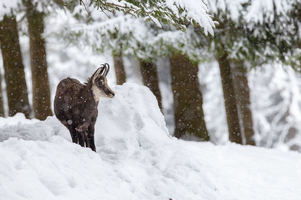 © Chamois / Austria