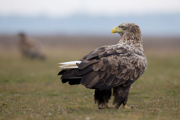 © White-tailed Eagle / Hungary