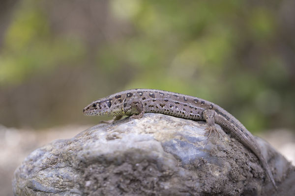 © Sand Lizard / Slovenia