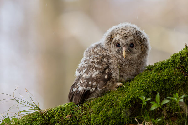 © Ural Owl / Slovenia