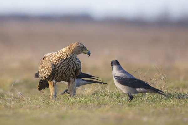 © Imperial Eagle / Hungary