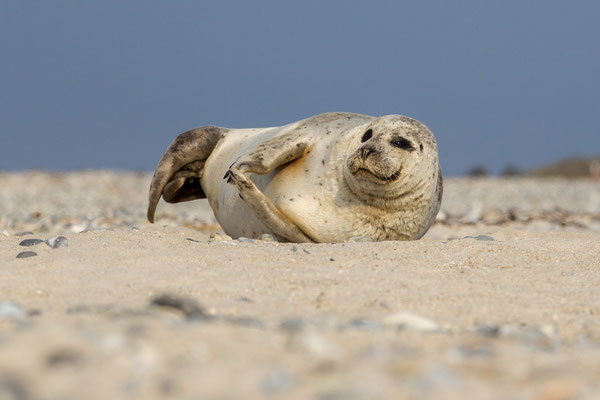 © Grey Seal / North Sea, Germany