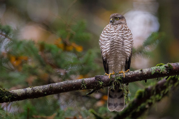© Eurasian Sparrowhawk / Slovenia