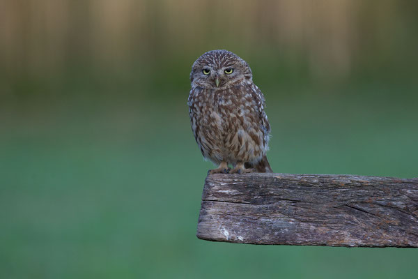 © Little Owl / Slovenia