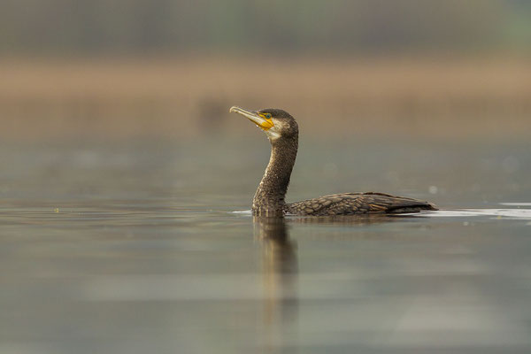 © Great Cormorant / Slovenia